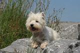 WESTIE 368